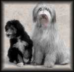 Bearded Collie