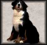 Bernese Mountain Dog