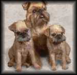 Brussels Griffon