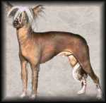 Chinese Crested
