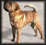 Chinese Shar-Pei