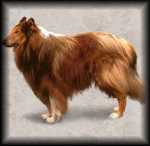 Collie
