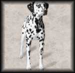 Dalmatian