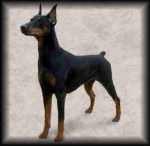 Doberman Pinscher