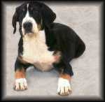 Greater Swiss Mountain Dog