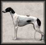 Greyhound