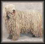 Komondor
