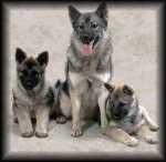 Norwegian Elkhound