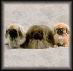 Pekingese