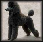 Poodle