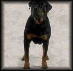 Rottweiler
