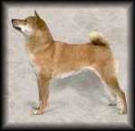 Shiba Inu